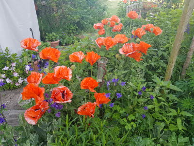 Mohn